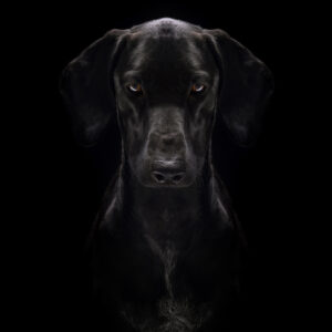 Foto de perro negro en estudio con fondo negro