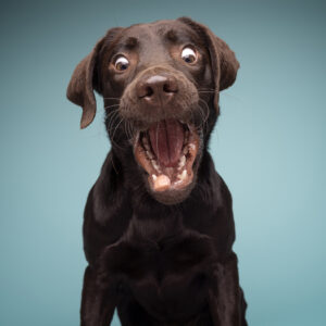 Foto de perro gracioso con la boca abierta en estudio