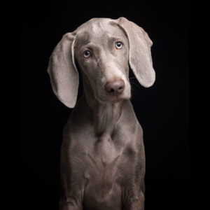 Foto de perro gracioso en estudio con fondo negro